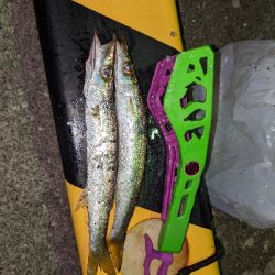 カマス からの タチング？