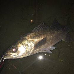 久しぶりのシーバス