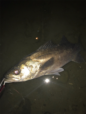 久しぶりのシーバス