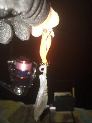 久しぶりにヒイカ釣れたσ(^_^;)