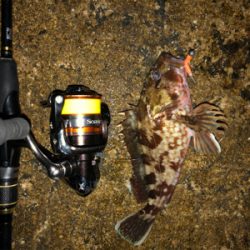 ガシラ好調、メバル不調(珍客有り)