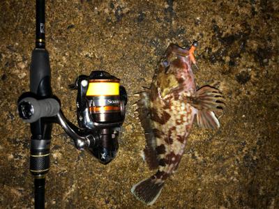 ガシラ好調、メバル不調(珍客有り)