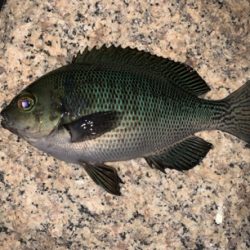 いろいろ釣れました(^^)