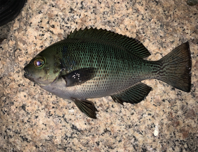 いろいろ釣れました(^^)