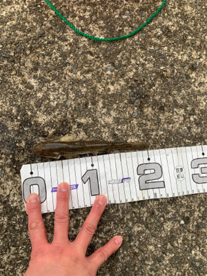 釣り納めに張り切っていきましたが・・・