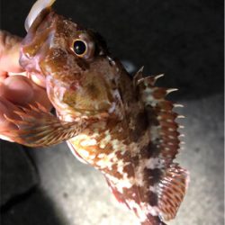 ワームでガシラ釣り！