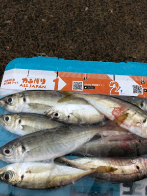 雨でしたが、アジング