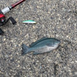 まさかのルアーでグレ