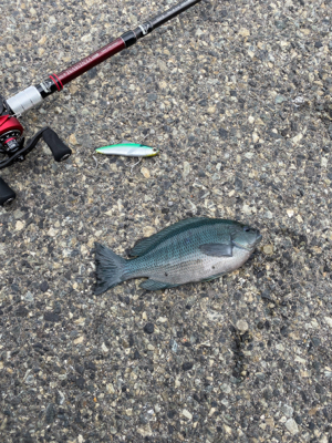 まさかのルアーでグレ