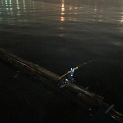 アジは居るのにタチウオ居ない？