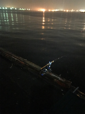 アジは居るのにタチウオ居ない？