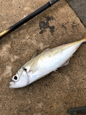 風裏探してアジング