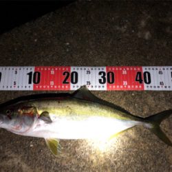 青物まだまだ！