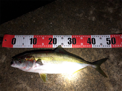 青物まだまだ！