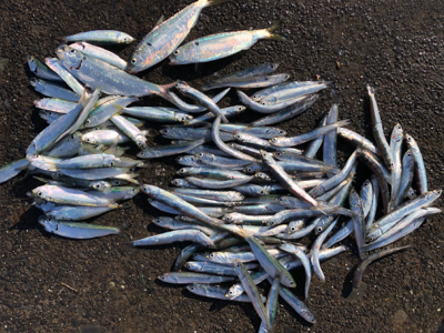 吉田港で片口イワシ大漁！