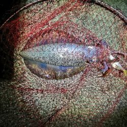 アオリイカ好調