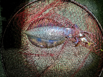 アオリイカ好調