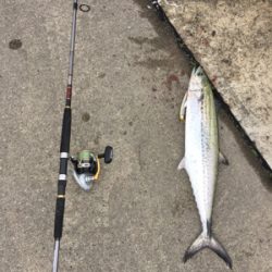 初サワラ＆アジング