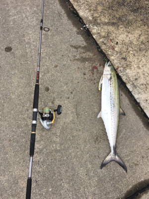 初サワラ＆アジング