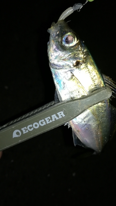 ナイトアジング