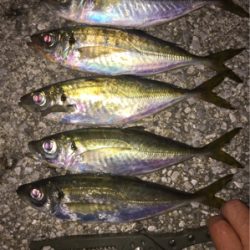 良型アジとチビメバル