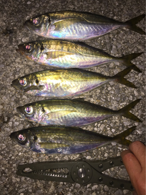 良型アジとチビメバル