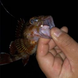 アジングテスト行ってきました。