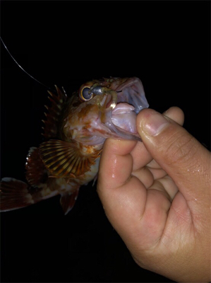 アジングテスト行ってきました。