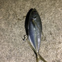 アジング最高！