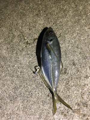 アジング最高！