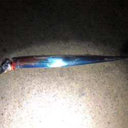 久しぶりのタッチー調査