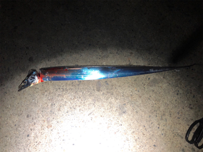 久しぶりのタッチー調査