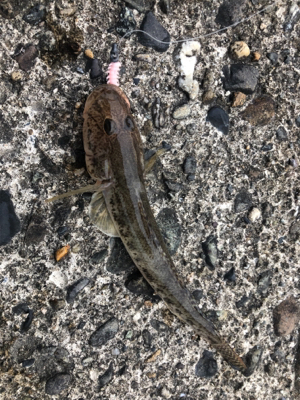 ハゼ とほかに収穫あり