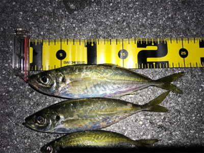 外海アジング練習