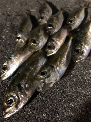 メバリングのハズが☺︎