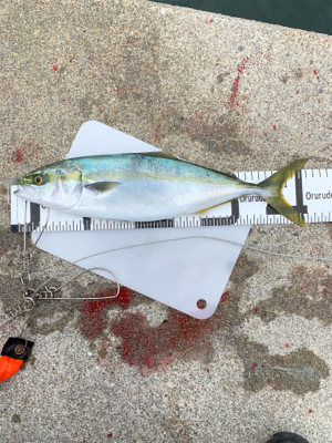 今年の釣り納め