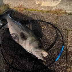 久々、都市型河川シーバスゲーム