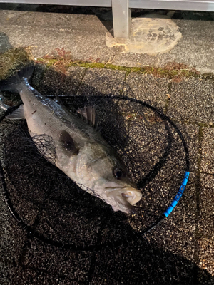 久々、都市型河川シーバスゲーム