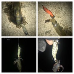 別府港と飾磨港のハシゴでもヒイカ、イマイチ(><)