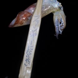 アジング練習 81