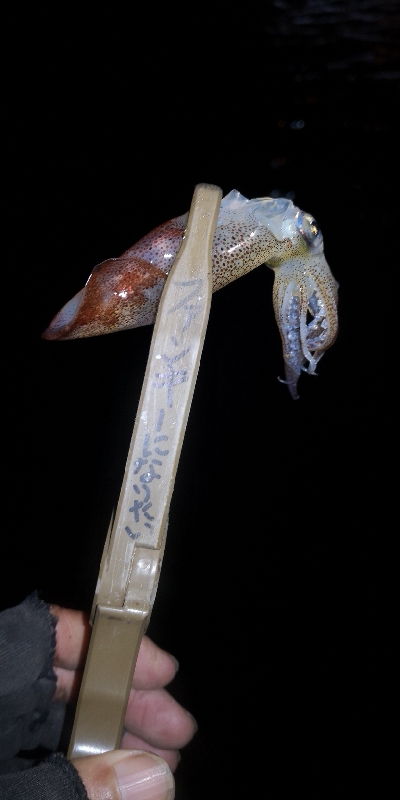 アジング練習 81