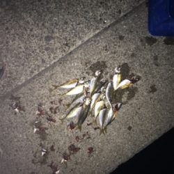 タチウオ、大サバ不発