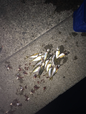 タチウオ、大サバ不発