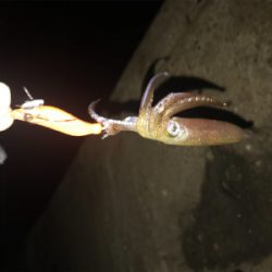 寒い中でのヒイカ釣りσ(^_^;)