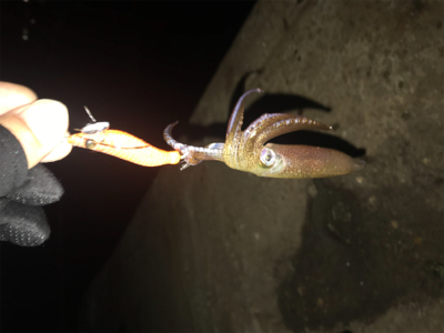 寒い中でのヒイカ釣りσ(^_^;)