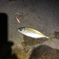 アジとメバル調査