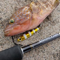 キジハタとメバル