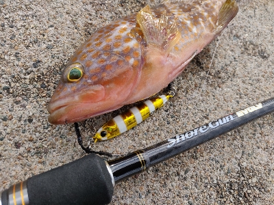 キジハタとメバル