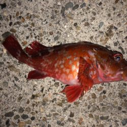 ガシリング成功^_^♪