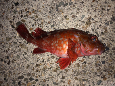 ガシリング成功^_^♪